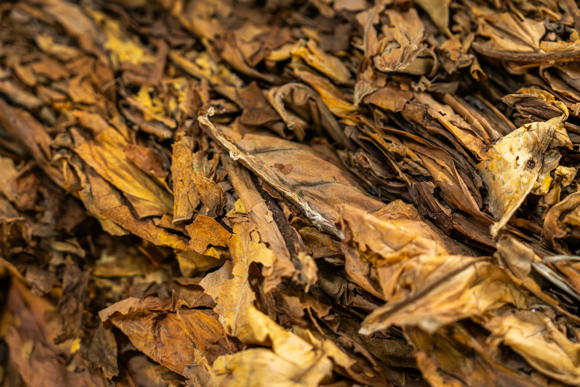 Pilot-Testing All Nations Snuff Out Smokeless