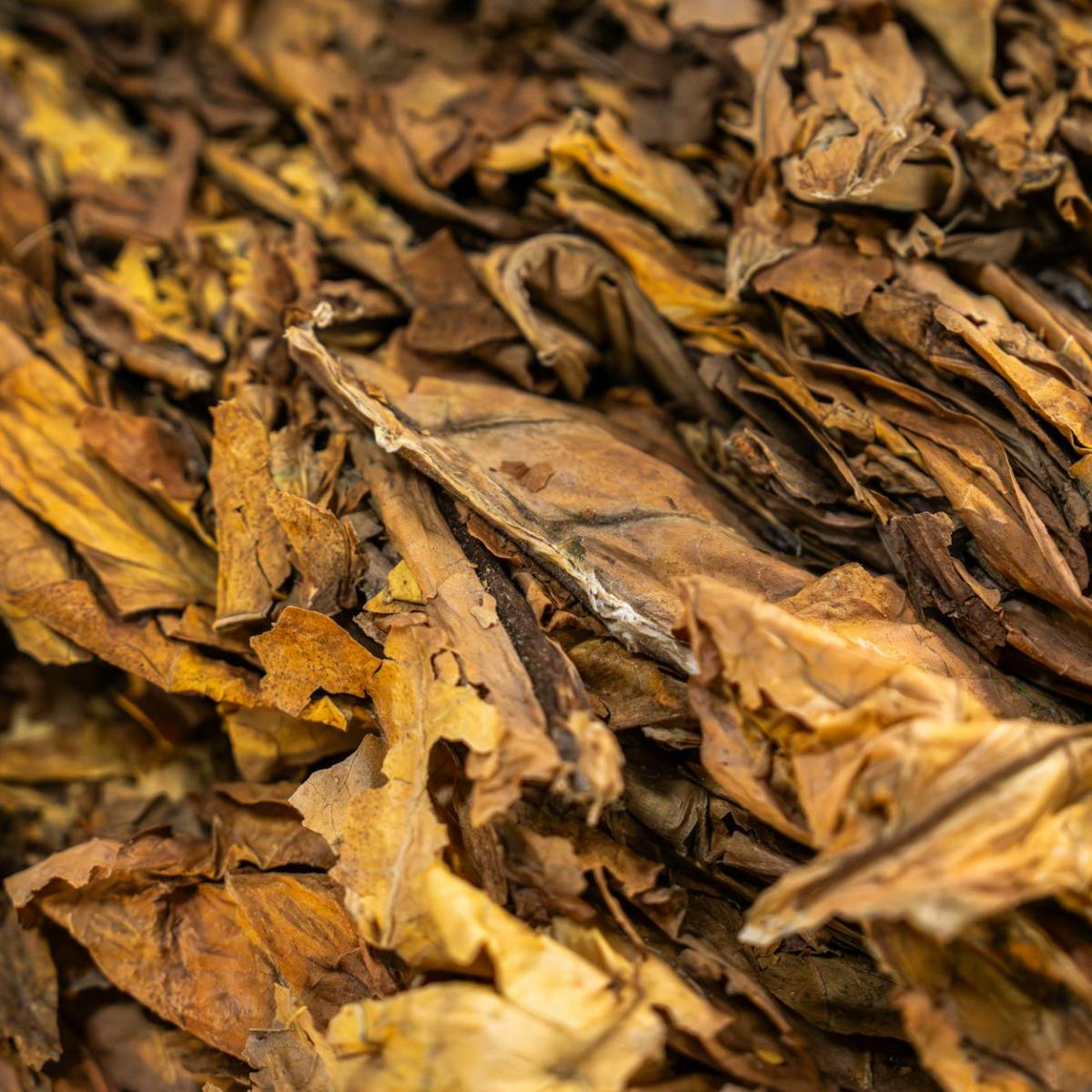 Pilot-Testing All Nations Snuff Out&nbsp;Smokeless